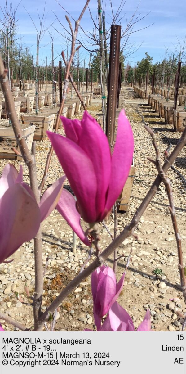 MAGNOLIA x soulangeana