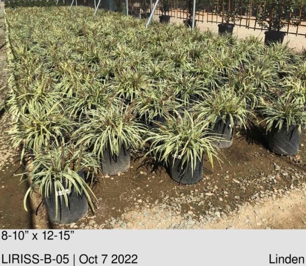 LIRIOPE m.'Silvery Sunproof'