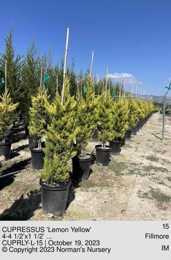 CUPRESSUS 'Lemon Yellow'
