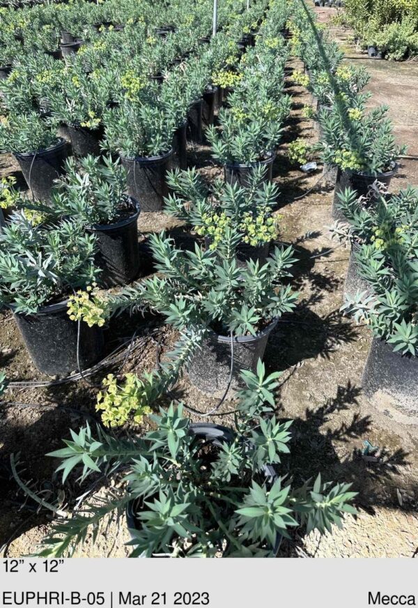 EUPHORBIA rigida