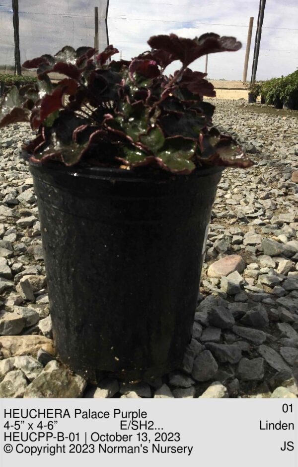 HEUCHERA Palace Purple