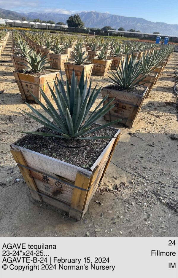 AGAVE tequilana