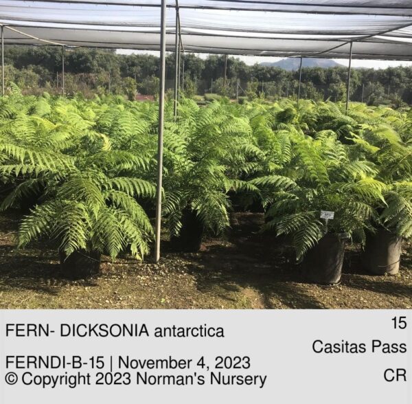 FERN- DICKSONIA antarctica