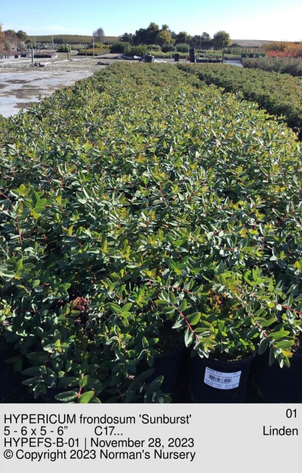 HYPERICUM frondosum 'Sunburst'