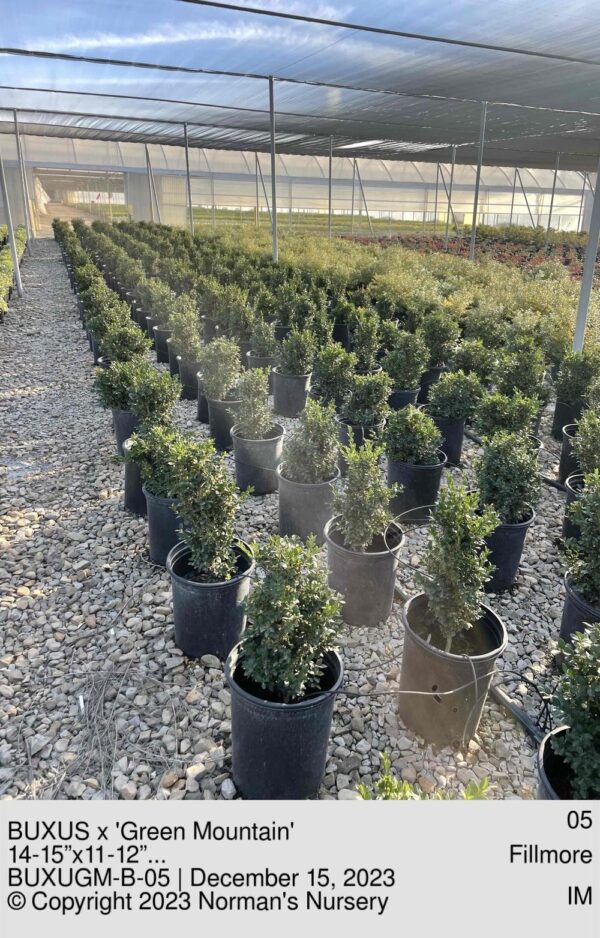 BUXUS x 'Green Mountain'