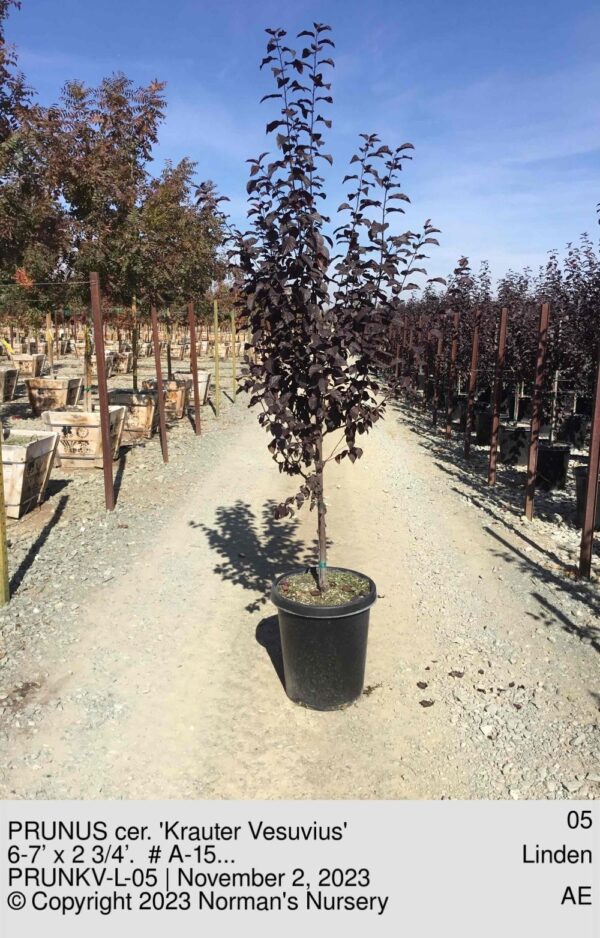 PRUNUS cer. 'Krauter Vesuvius'