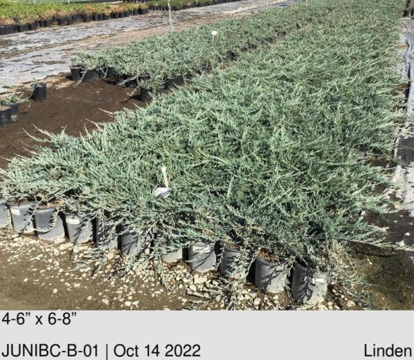 JUNIPERUS hor. 'Blue Chip'