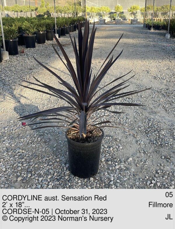 CORDYLINE aust. Sensation Red