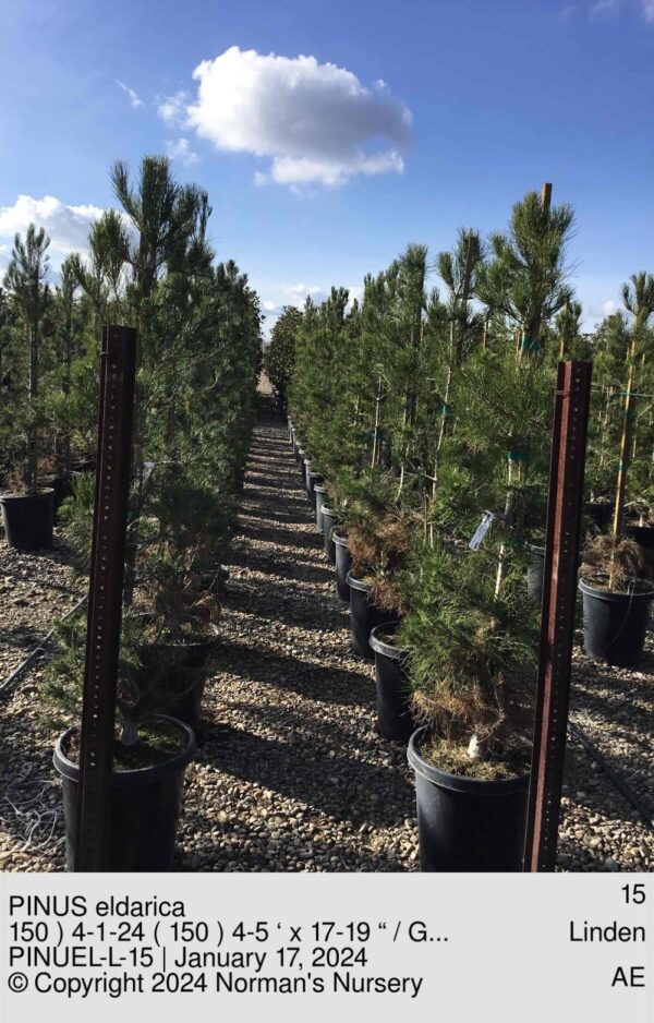 PINUS eldarica