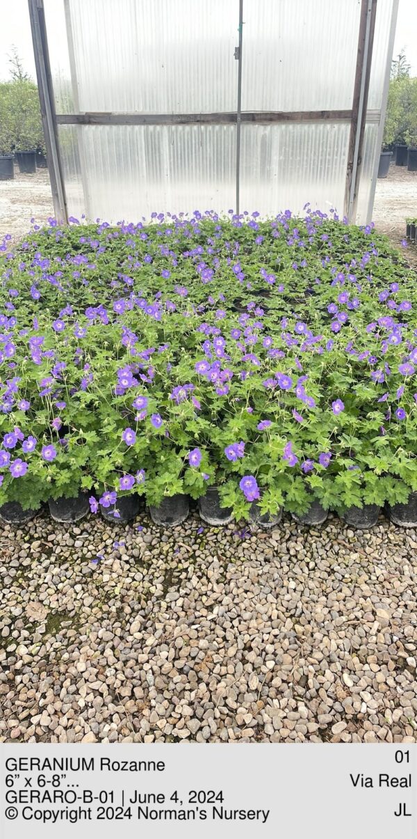 GERANIUM Rozanne