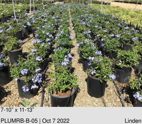 PLUMBAGO a. 'Royal Blue'