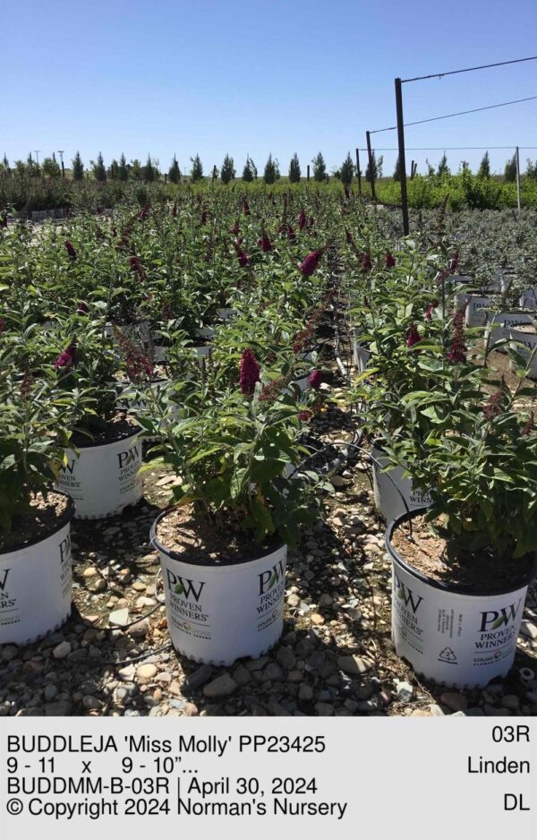 BUDDLEJA 'Miss Molly' PP23425
