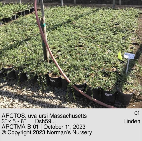 ARCTOS. uva-ursi Massachusetts