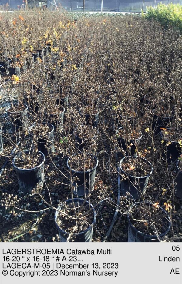 LAGERSTROEMIA Catawba Multi