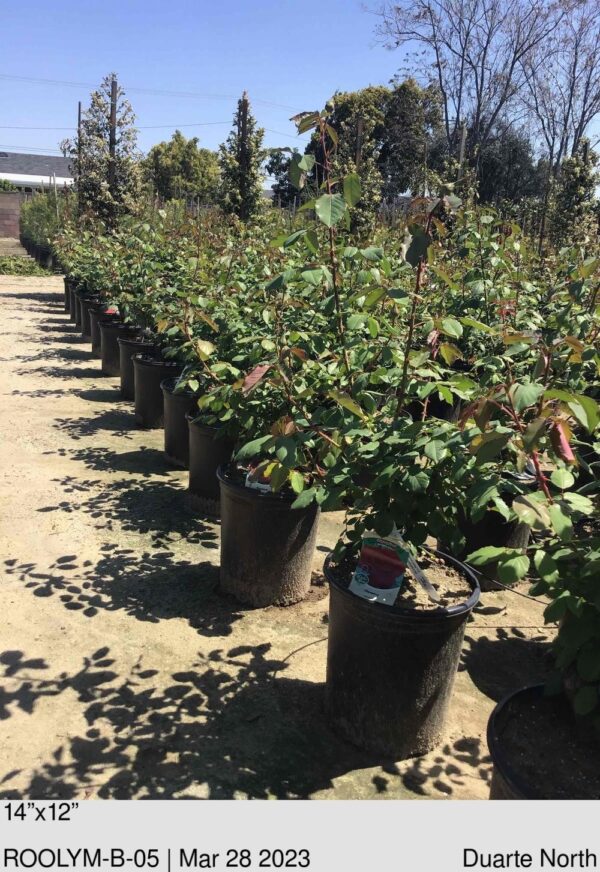 ROSE Olympiad Bush
