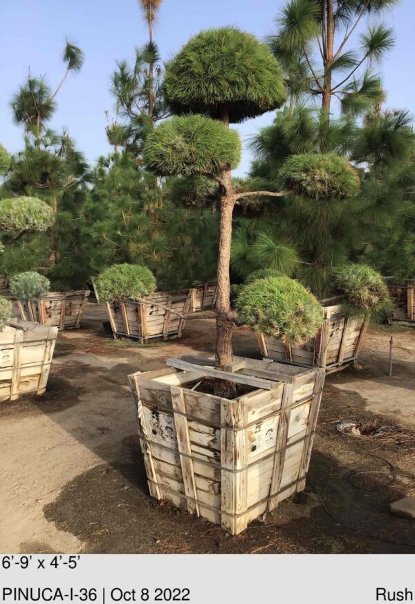 PINUS canariensis Bonsai