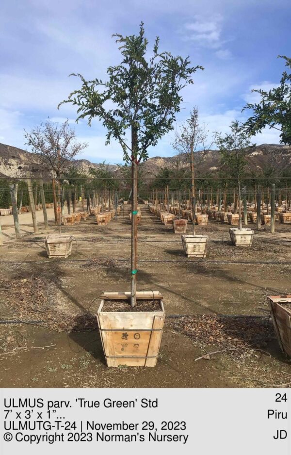 ULMUS parv. 'True Green' Std
