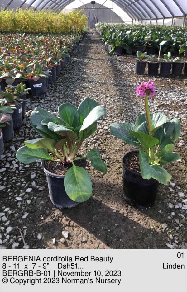 BERGENIA cordifolia Red Beauty