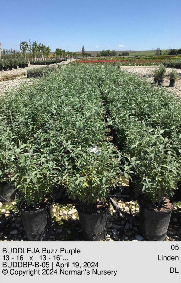BUDDLEJA Buzz Purple