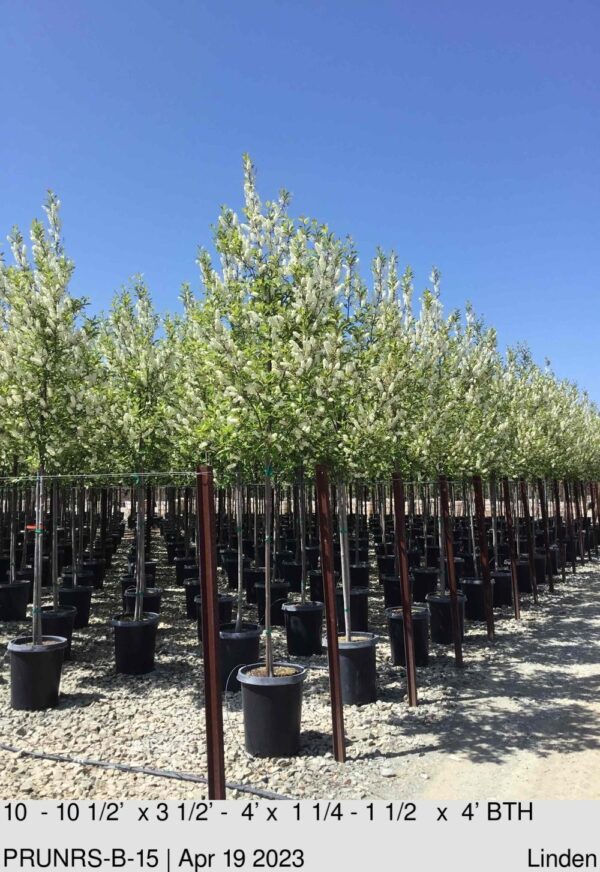 PRUNUS v 'Canada Red Select'