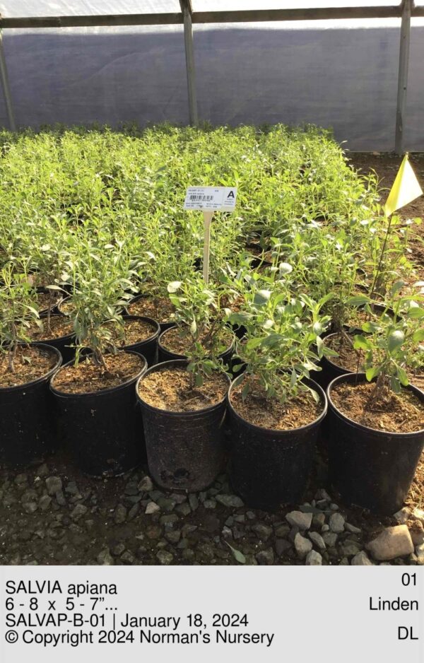 SALVIA apiana