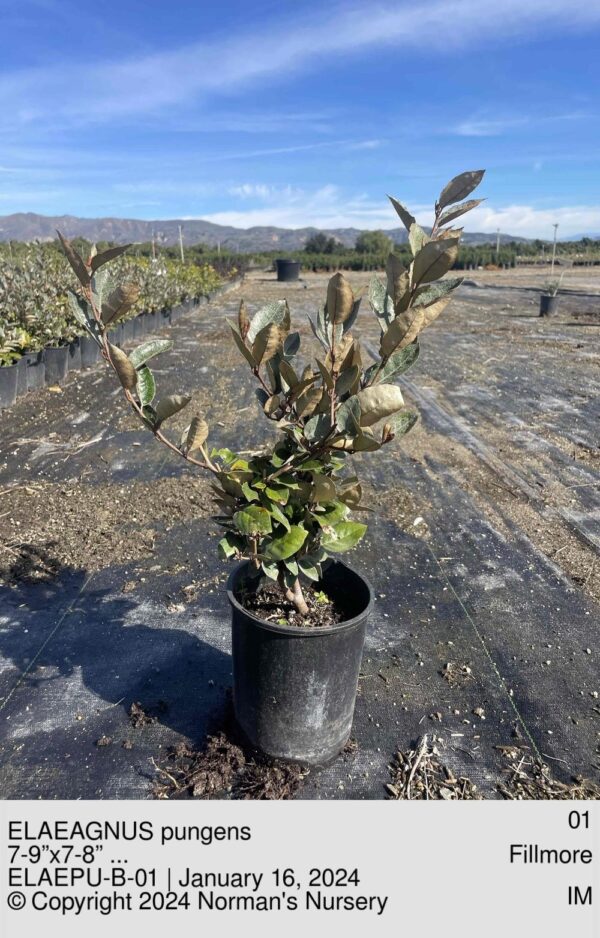 ELAEAGNUS pungens