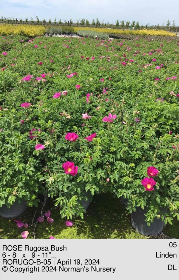 ROSE Rugosa Bush