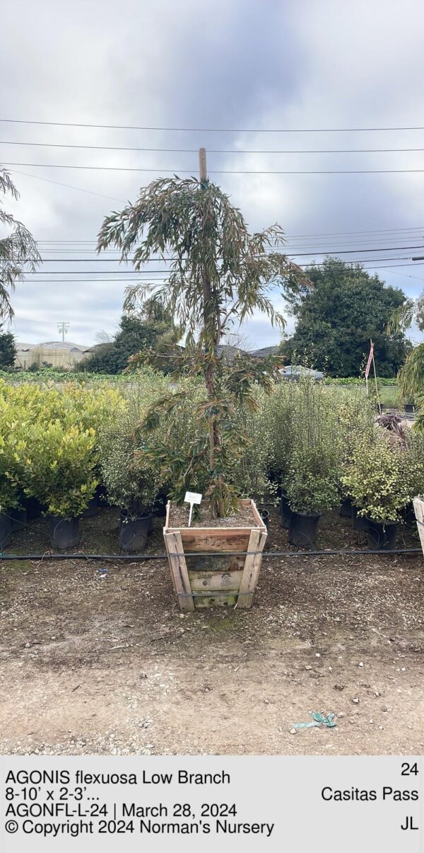 AGONIS flexuosa Low Branch