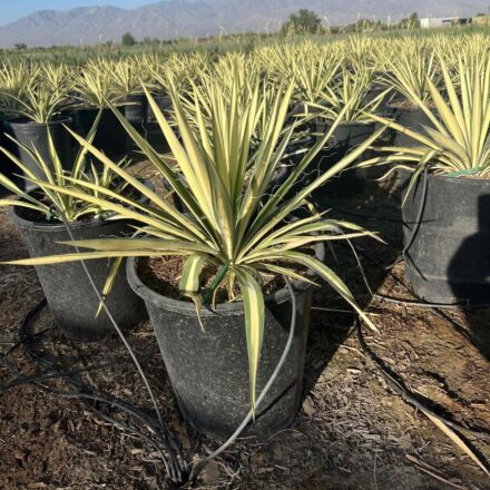 YUCCA f. 'Golden Sword'