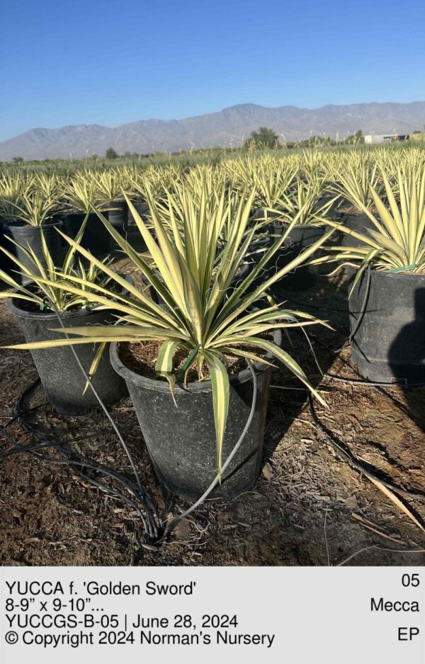 YUCCA f. 'Golden Sword'