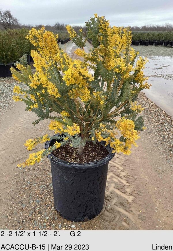 ACACIA cultriformis