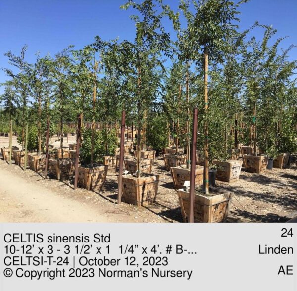 CELTIS sinensis Std