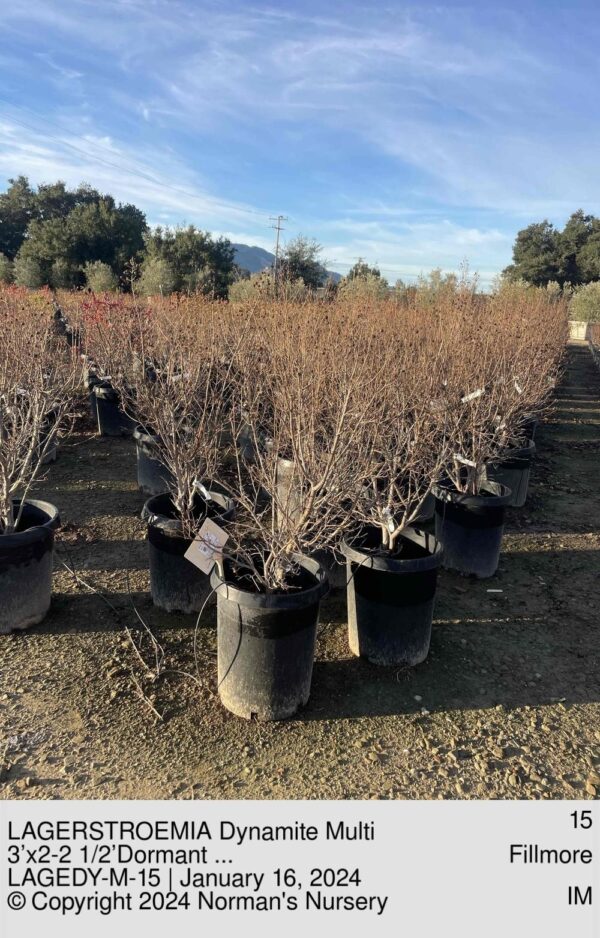 LAGERSTROEMIA Dynamite Multi