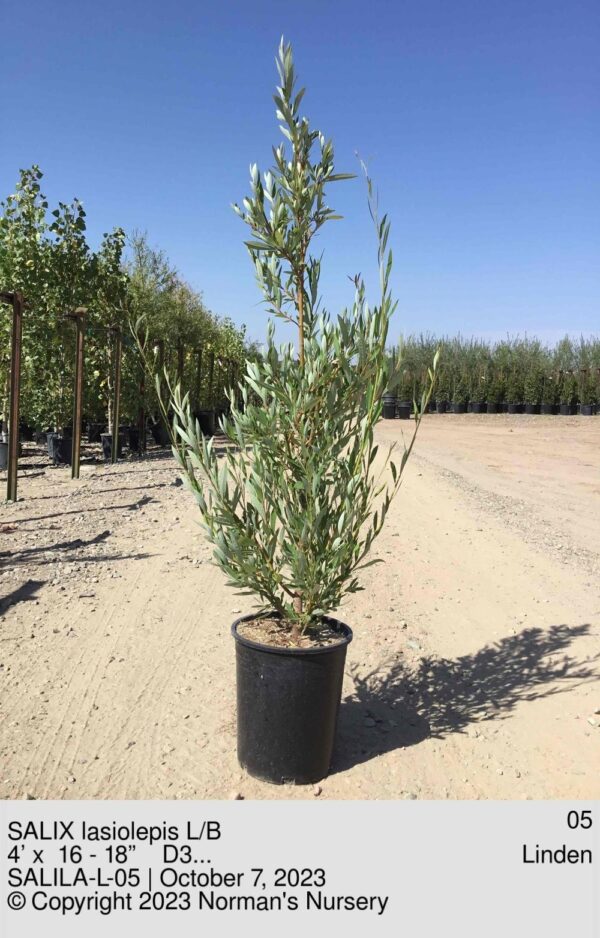 SALIX lasiolepis L/B