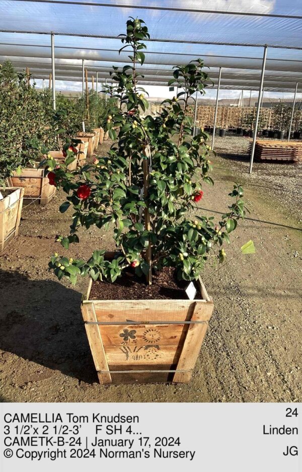 CAMELLIA Tom Knudsen