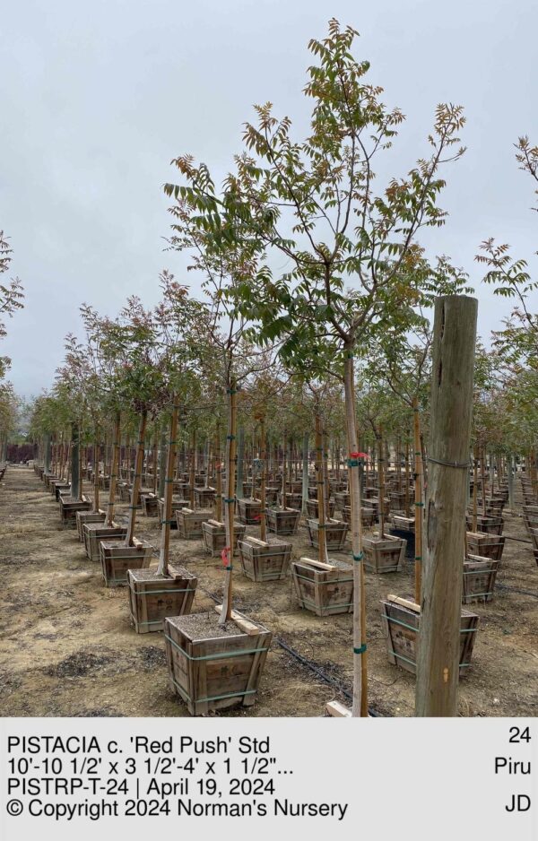 PISTACIA c. 'Red Push' Std
