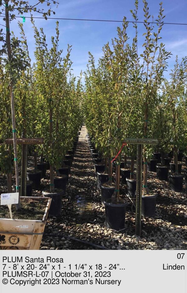 PLUM Santa Rosa