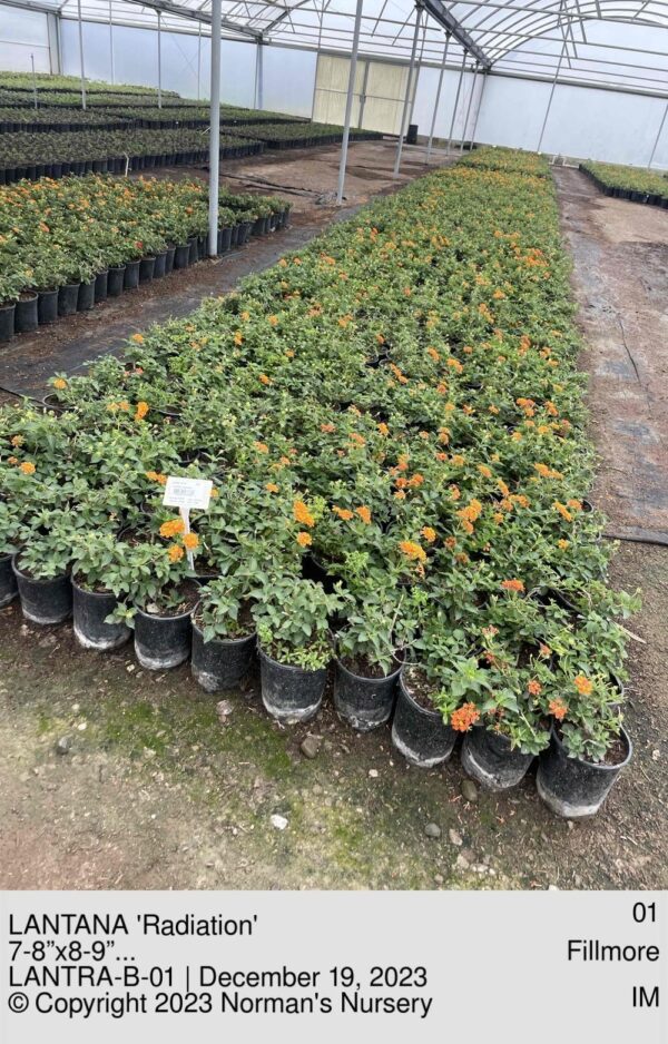 LANTANA 'Radiation'