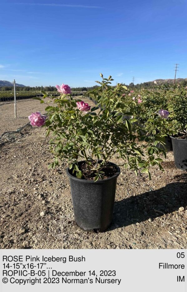 ROSE Pink Iceberg Bush