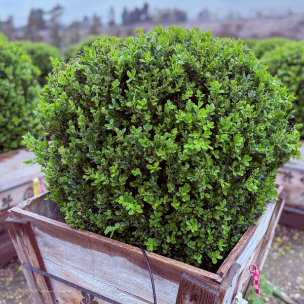 Buxus Globes - Image 2
