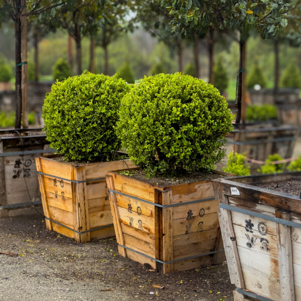 Buxus Globes - Image 3