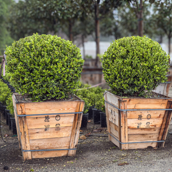 specimen Globe Buxus plants at Norman's Nursery