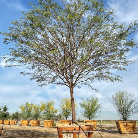 Chilean Mesquite tree specimen