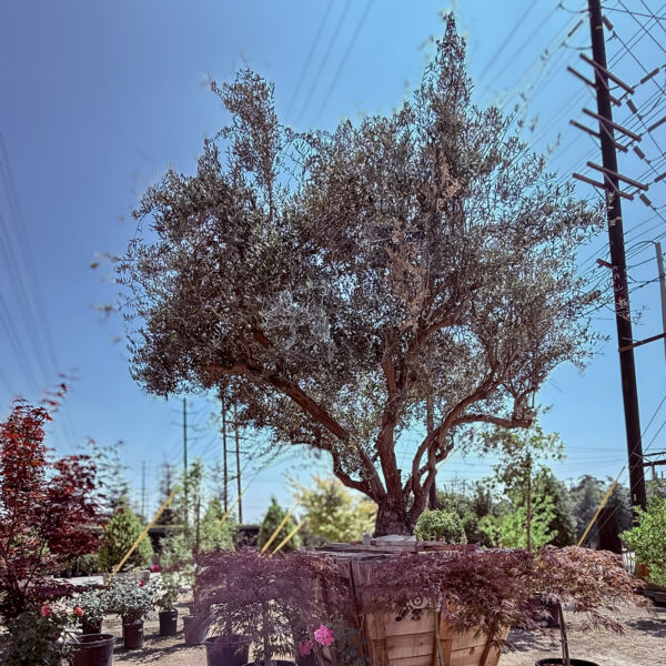Ancient Fruiting Manzanillo Olive