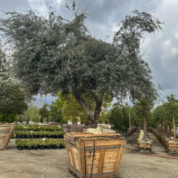 Ancient Fruiting Olive Manzanillo