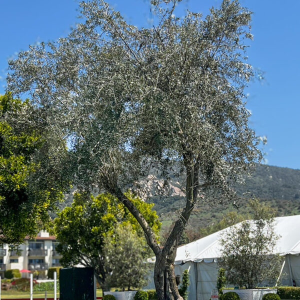 Ancient Olive Tree